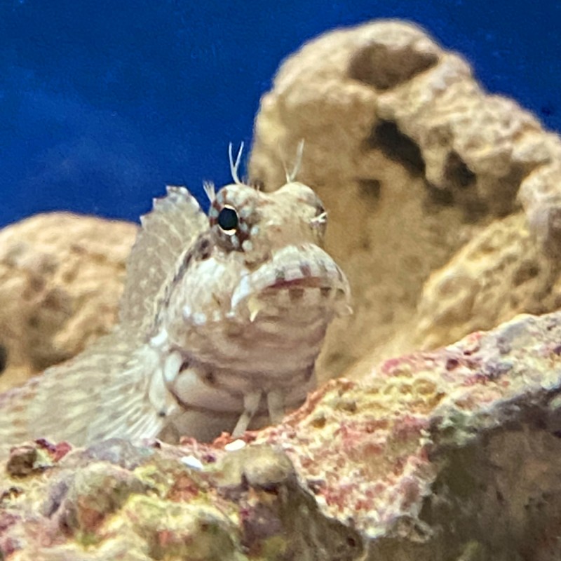 Algae Eating Lawnmower Blenny (Salarias fasciatus)