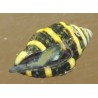 Bumblebee snail