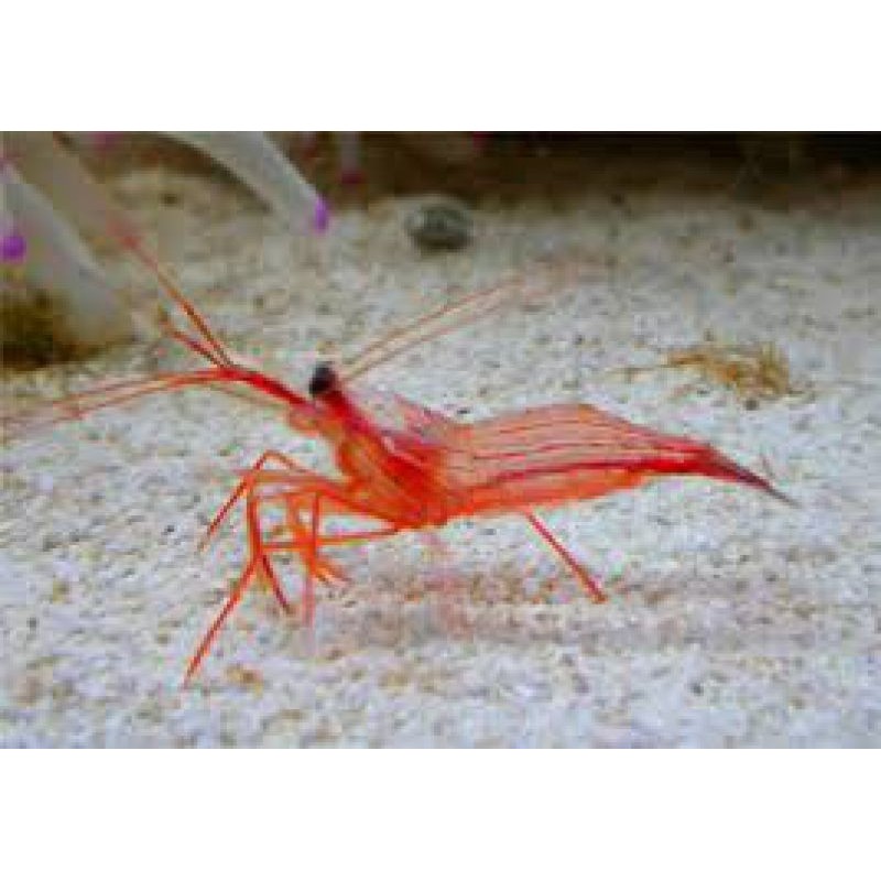 Peppermint shrimp