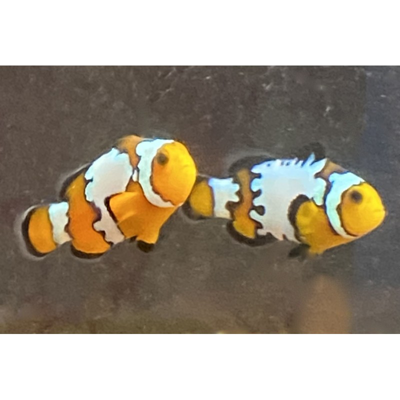 Black ice clownfish