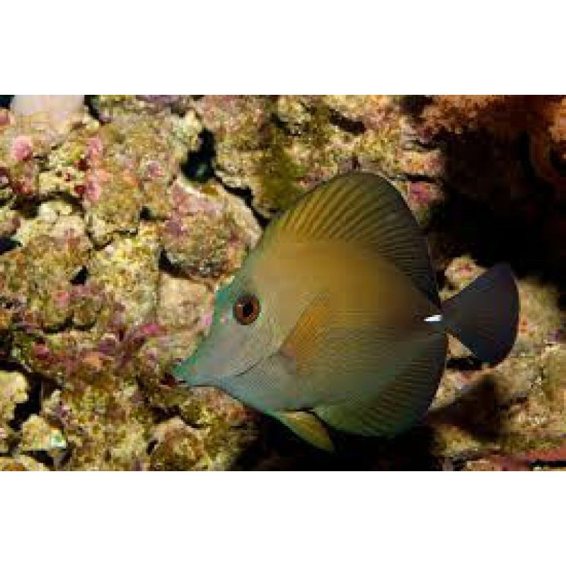 Scopas tang zebrasoma scopas