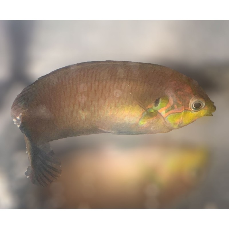 Salty Underground: Moyeri leopard wrasse macropharygondon moyeri