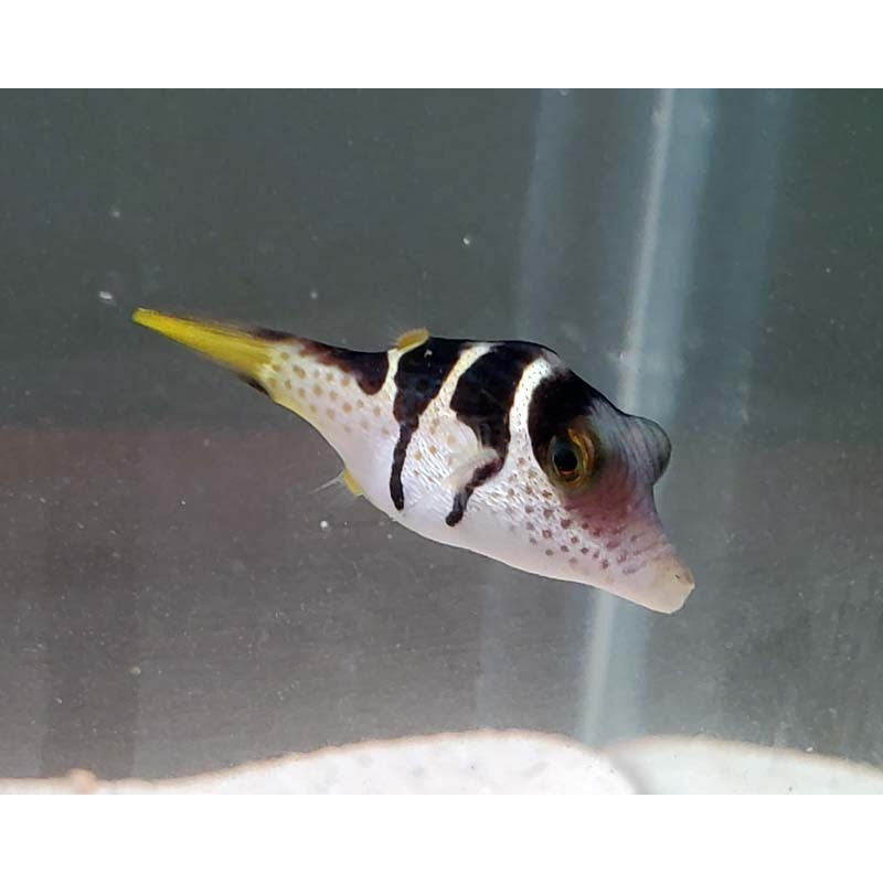 Valentini puffer (Canthigaster valentini)