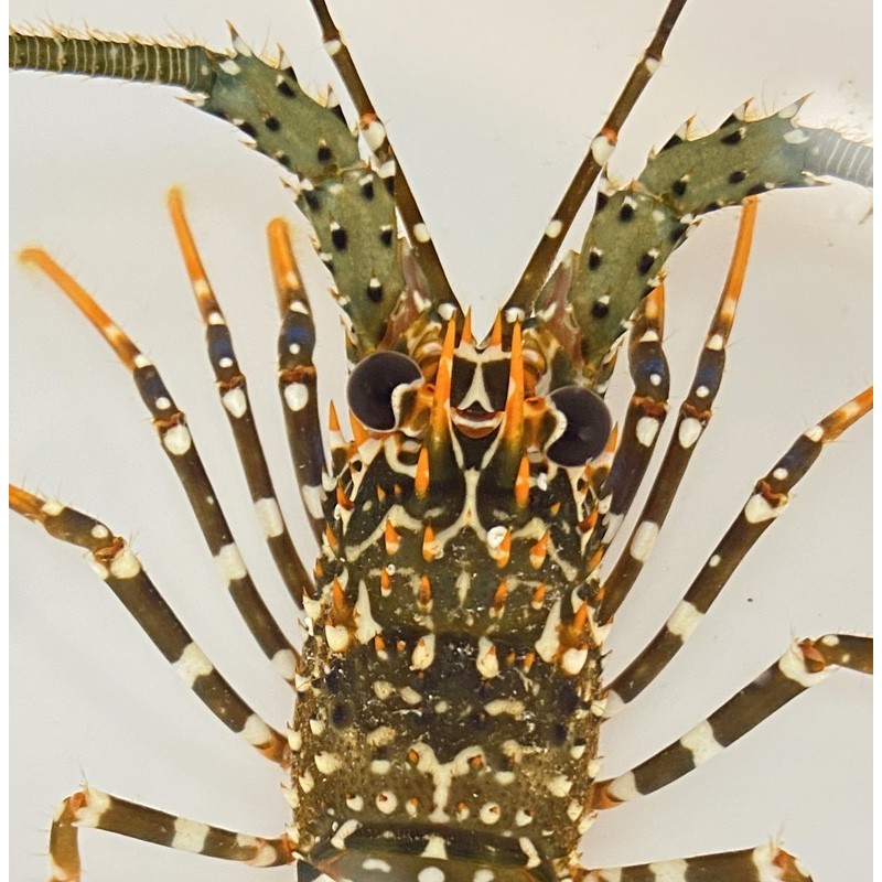 Salty Underground Spanish spotted lobster (Panulirus guttatus)
