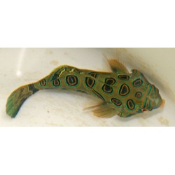Spotted mandarin goby (synchiropus picturatus)