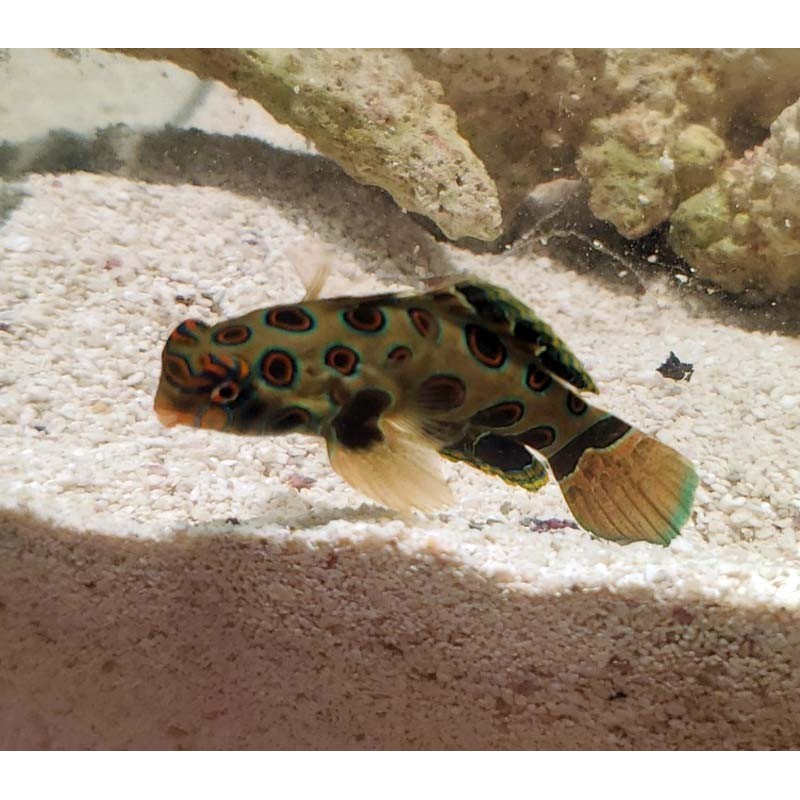 Salty Underground Spotted mandarin goby (synchiropus picturatus)