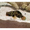 Spotted mandarin goby (synchiropus picturatus) sideview