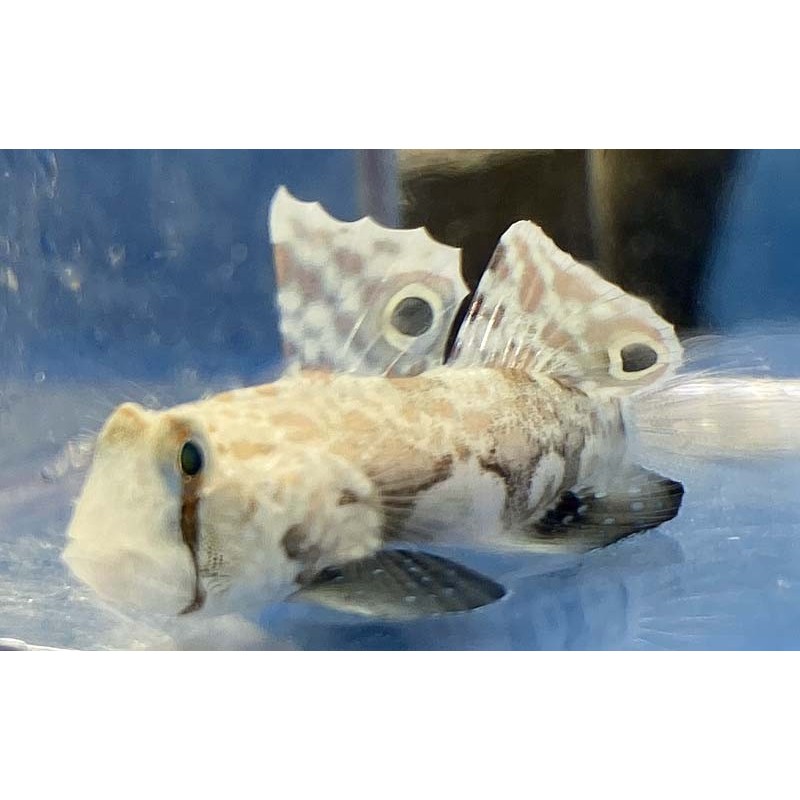 Twin spot goby (signigobius biocellatus)