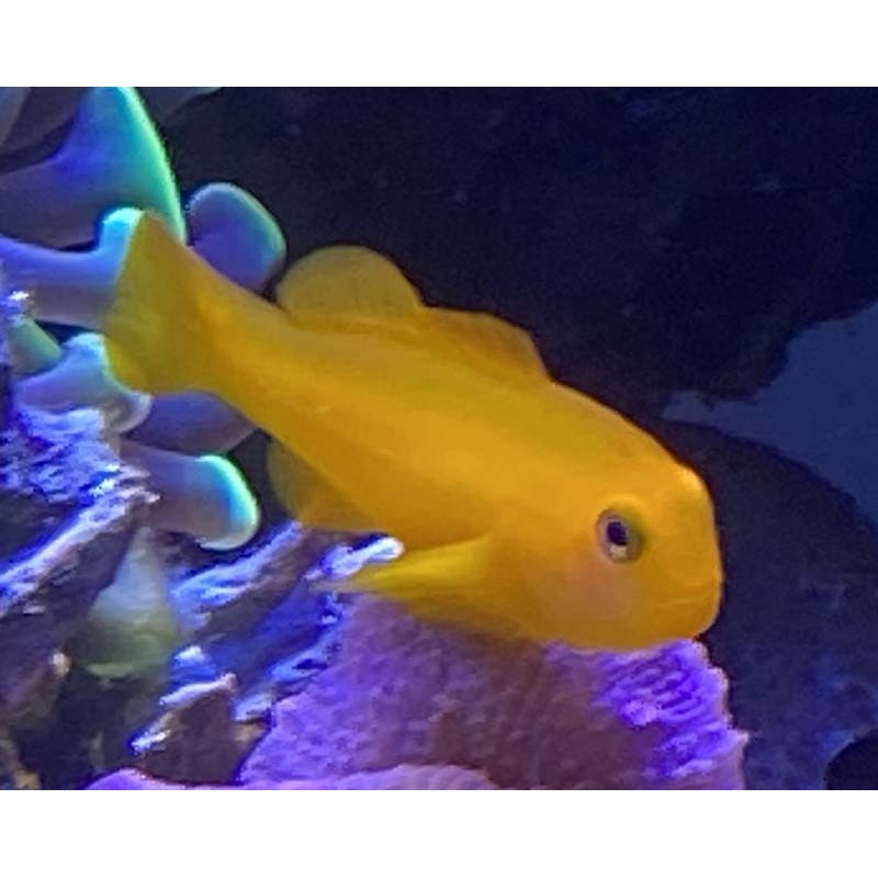 Yellow clown goby (gobiodon atrangulatus)