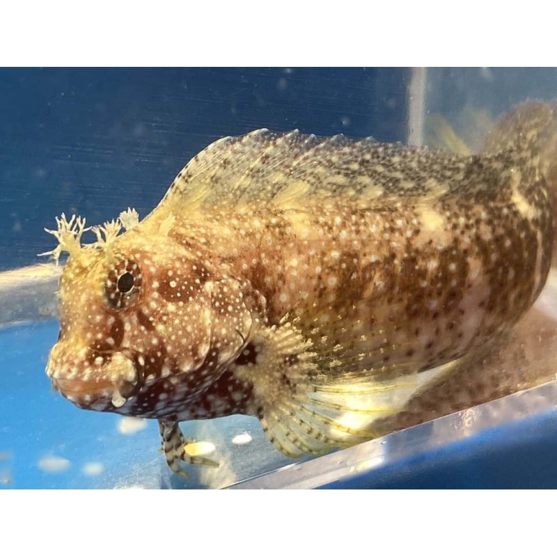 Starry blenny (salarias ramosus)