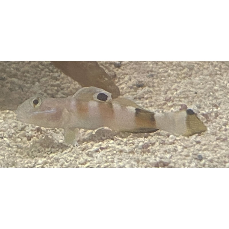 Tiger (wardi) goby (valenciennea wardii)