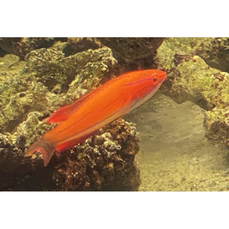 Mccosker's flasher wrasse - maldives (paracheilinus mccoskeri)