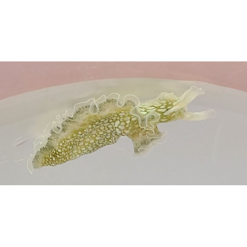 Lettuce Nudibranchs (Elysia crispata)