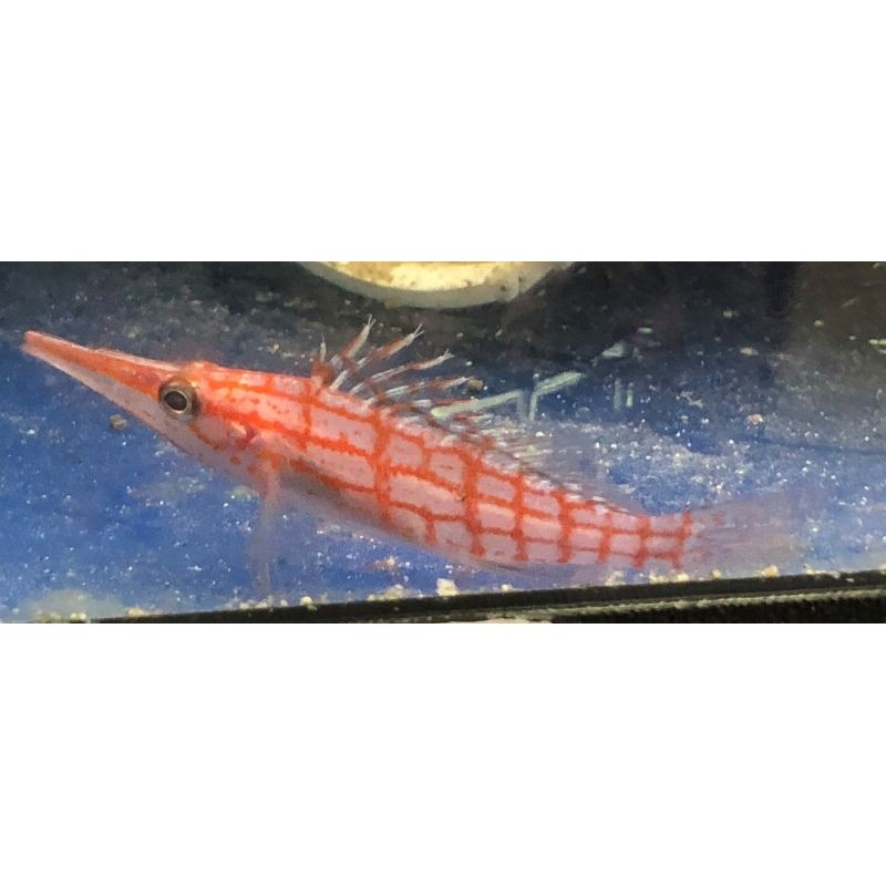 Longnose hawkfish (oxycirrhites typus)