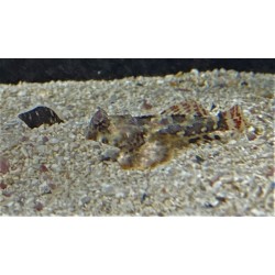 Scooter blenny (synchiropus ocellatus)