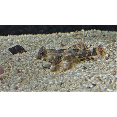 Scooter blenny (synchiropus ocellatus)