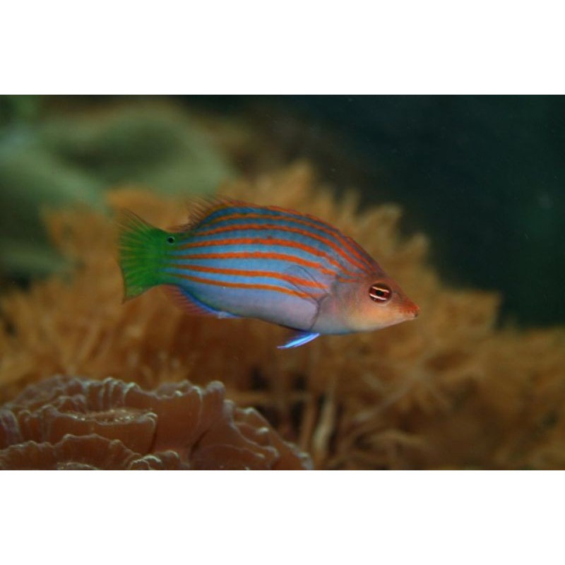 Sixline wrasse (Pseudocheilinus hexataenia)