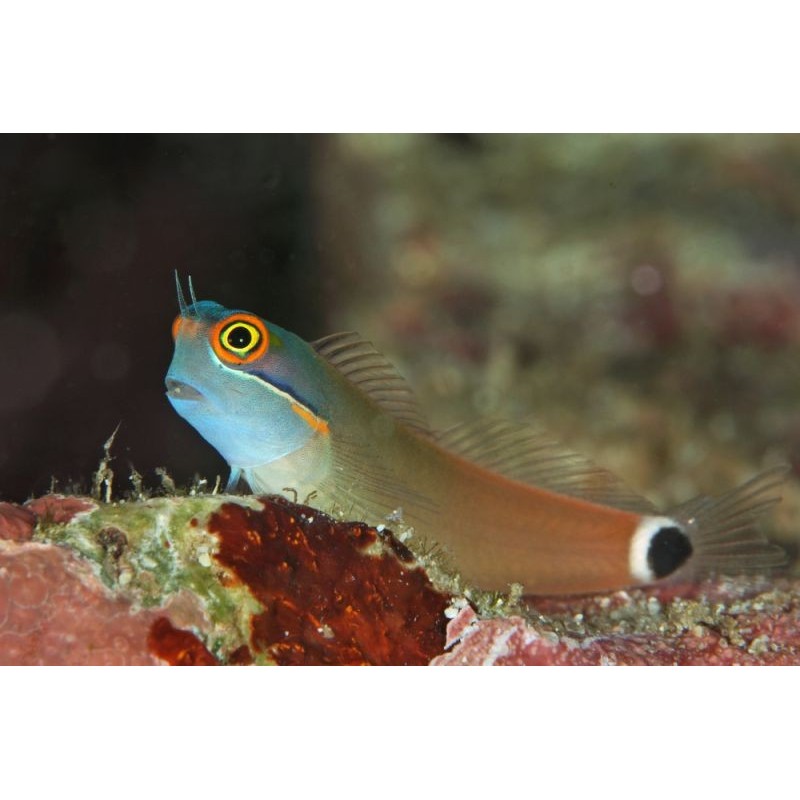 Tail spot blenny (ecsenius stigmatura)