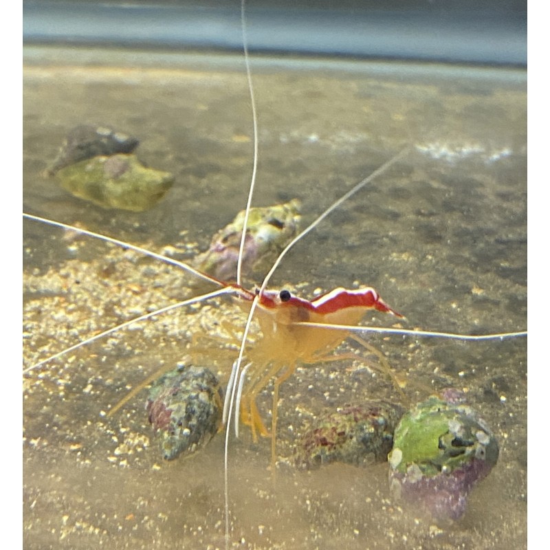 Skunk cleaner shrimp (lysmata amboinensis)