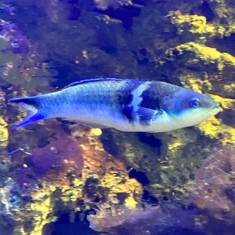 Blue Head Wrasse (Thalassoma bifasciatum)