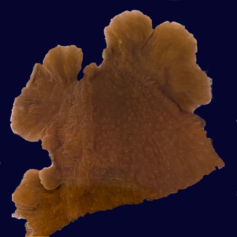 Brick Red Montipora 1-1.5"