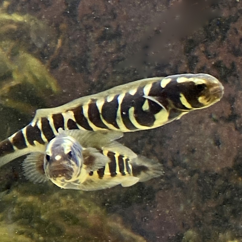 Engineer Goby (Pholidichthys leucotaenia)