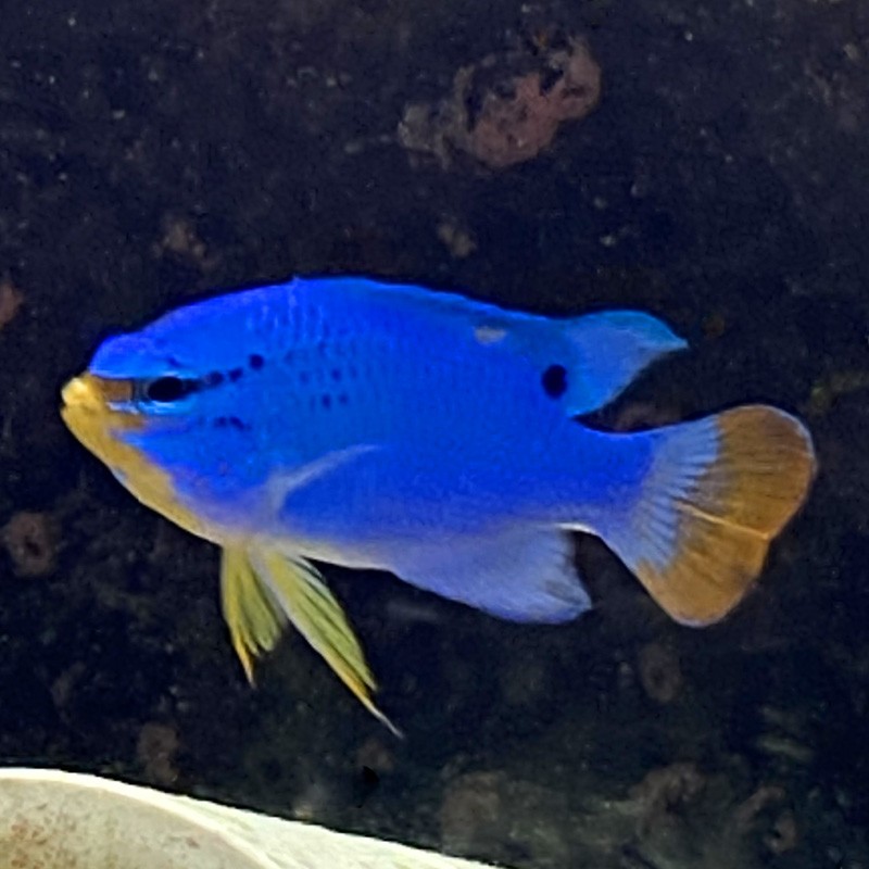 Orange Tail Damsel (Chrysiptera cyanea)