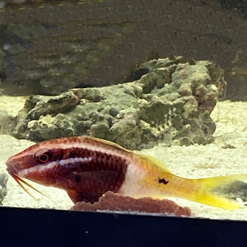 Bicolor Goatfish (Parupeneus barberinoides)