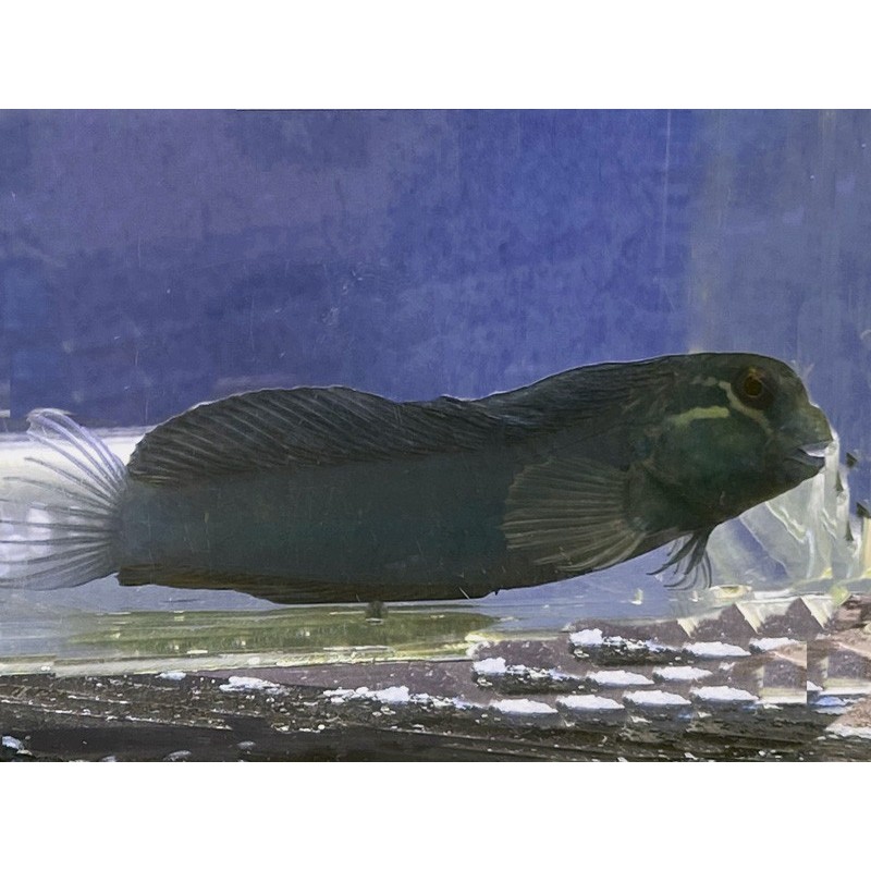 Tribal Blenny (Ecsenius spp.)