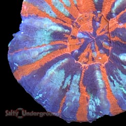 Scollymia Australis  Aqua Purple Orange 3