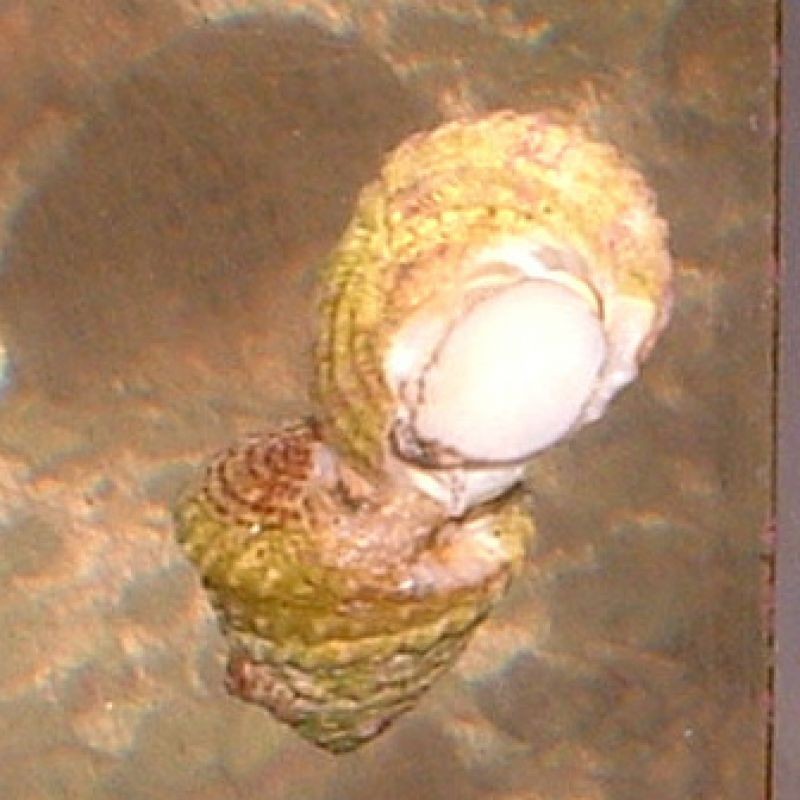 Salty Underground Astrea Snail (Astraea tecta)