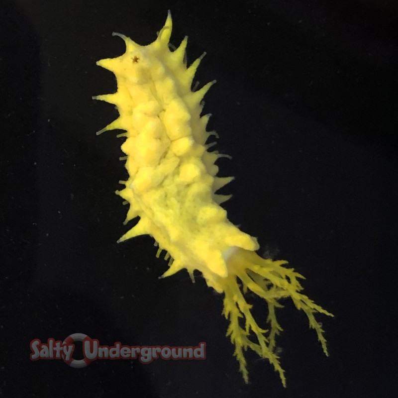 Salty Underground Yellow Sea Cucumber (Cucumaria Miniata)