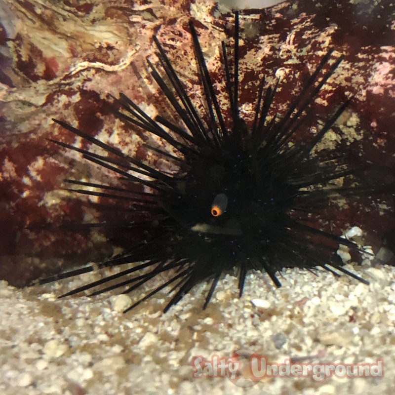 Long Spine Urchin (Diadema setosum)