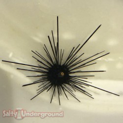 Long Spine Urchin (Diadema setosum) 2