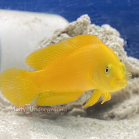 Yellow Dottyback (Pseudochromis fuscus)