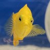Yellow Dottyback (Pseudochromis fuscus) face