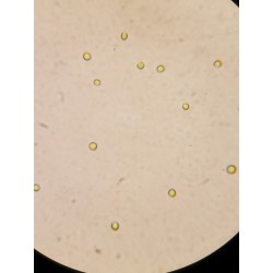 Nannochloropsis Phytoplankton 8oz microscope