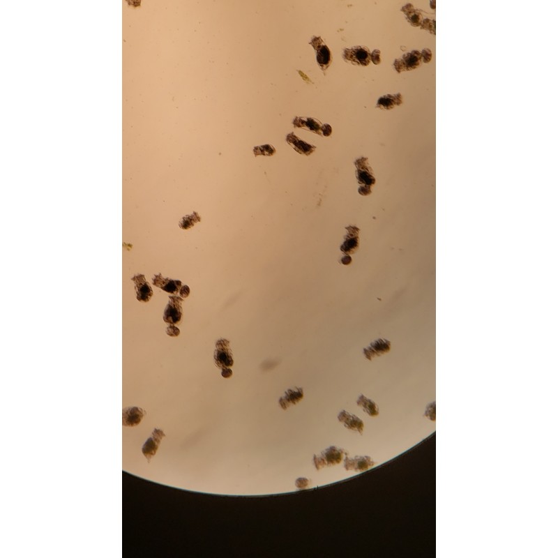 Salty Underground Rotifers Live Food