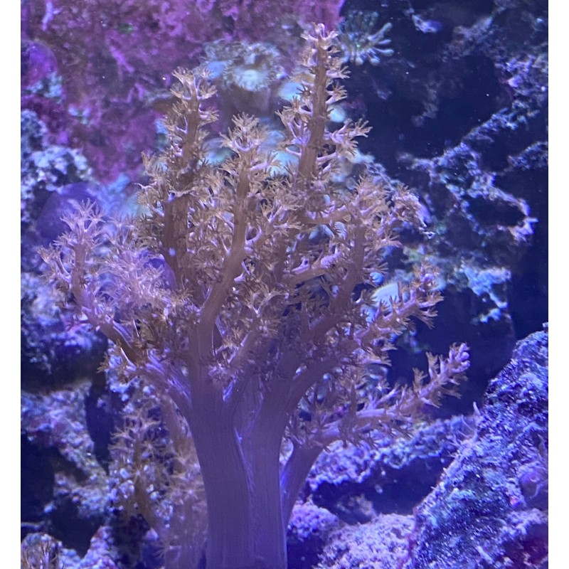 Salty Underground Aquacultured attached Kenya Tree Leather Coral
