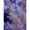 Aquacultured unattached Kenya Tree Leather Coral 2