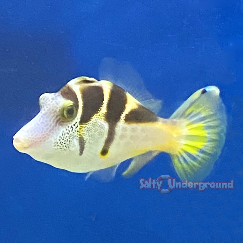 Valentini Mimic Filefish (Paraluteres prionurus)