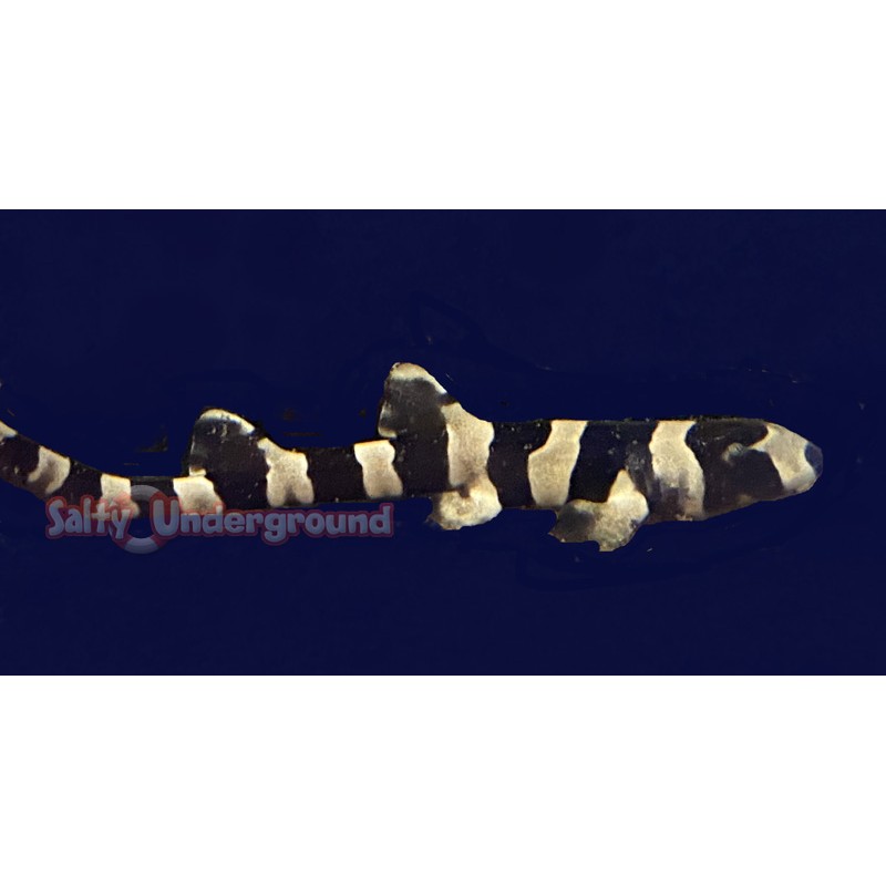 Banded Cat Shark (Chiloscyllium punctatum)