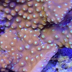 YellowTubinaria Cup Coral close up