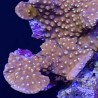 YellowTubinaria Cup Coral alternate image