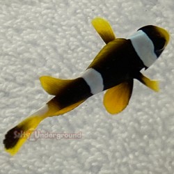 Allardi Clownfish top-down view