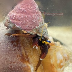 Blue Eye Red Leg Hermit Crab (Calcinus gaimardii)