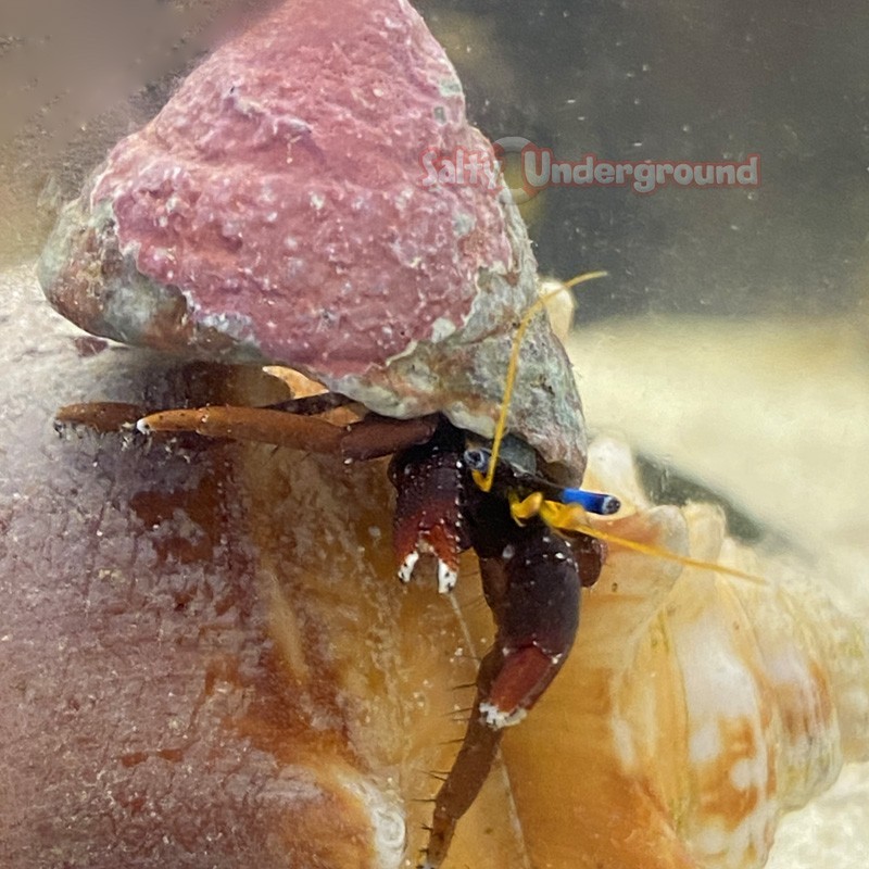 Salty Underground Red Leg Hermit Crab