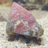 Blue Eye Red Leg Hermit Crab (Dardanus Gemmatus)