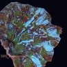 Camoflage Mycedium Chalice