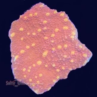 Salty Underground: Golden Eye Mycedium Chalice (Oxypora sp.)